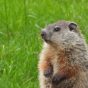 Adorable,Baby,Groundhog,Poses,For,Photos,In,A,Cemetery